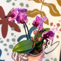 Phalaenopsis 'Freedanzo Robin' - Purple & Pink Moth Orchid - Sprouts of Bristol