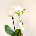 Phalaenopsis 'Ghent' - White Moth Orchid - Sprouts of Bristol