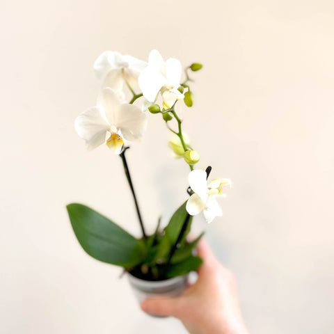 Phalaenopsis 'Ghent' - White Moth Orchid - Sprouts of Bristol