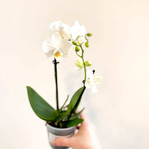 Phalaenopsis 'Ghent' - White Moth Orchid - Sprouts of Bristol