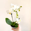 Phalaenopsis 'Ghent' - White Moth Orchid - Sprouts of Bristol