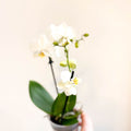 Phalaenopsis 'Ghent' - White Moth Orchid - Sprouts of Bristol