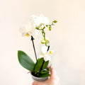 Phalaenopsis 'Ghent' - White Moth Orchid - Sprouts of Bristol