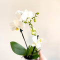 Phalaenopsis 'Ghent' - White Moth Orchid - Sprouts of Bristol