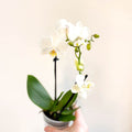 Phalaenopsis 'Ghent' - White Moth Orchid - Sprouts of Bristol