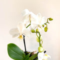 Phalaenopsis 'Ghent' - White Moth Orchid - Sprouts of Bristol