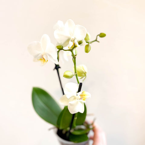 Phalaenopsis 'Ghent' - White Moth Orchid - Sprouts of Bristol