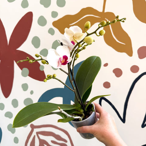 Phalaenopsis 'Gibraltar' - White & Dark Pink Moth Orchid - Sprouts of Bristol