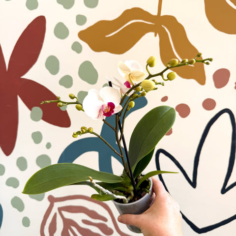 Phalaenopsis 'Gibraltar' - White & Dark Pink Moth Orchid - Sprouts of Bristol