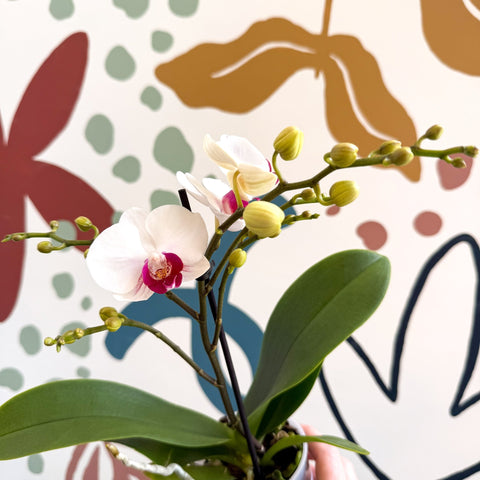 Phalaenopsis 'Gibraltar' - White & Dark Pink Moth Orchid - Sprouts of Bristol