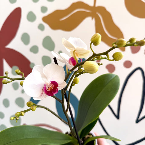 Phalaenopsis 'Gibraltar' - White & Dark Pink Moth Orchid - Sprouts of Bristol