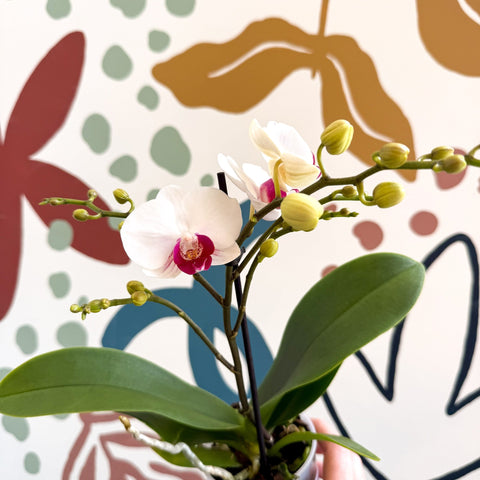 Phalaenopsis 'Gibraltar' - White & Dark Pink Moth Orchid - Sprouts of Bristol