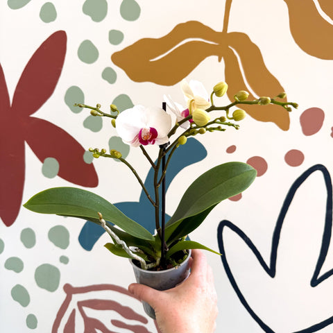 Phalaenopsis 'Gibraltar' - White & Dark Pink Moth Orchid - Sprouts of Bristol