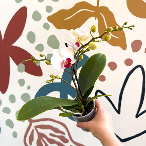 Phalaenopsis 'Gibraltar' - White & Dark Pink Moth Orchid - Sprouts of Bristol