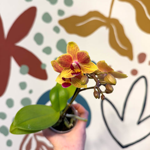 Phalaenopsis 'Indy' - Moth Orchid - Sprouts of Bristol