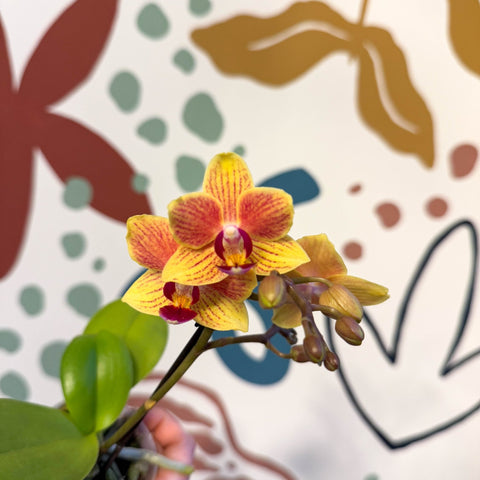 Phalaenopsis 'Indy' - Moth Orchid - Sprouts of Bristol