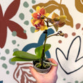 Phalaenopsis 'Indy' - Moth Orchid - Sprouts of Bristol