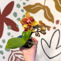 Phalaenopsis 'Indy' - Moth Orchid - Sprouts of Bristol