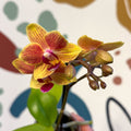 Phalaenopsis 'Indy' - Moth Orchid - Sprouts of Bristol