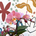 Phalaenopsis - Light Rose Pink Moth Orchid - Sprouts of Bristol