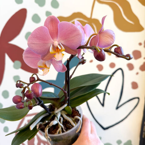 Phalaenopsis - Light Rose Pink Moth Orchid - Sprouts of Bristol