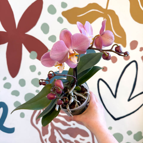 Phalaenopsis - Light Rose Pink Moth Orchid - Sprouts of Bristol