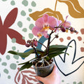 Phalaenopsis - Light Rose Pink Moth Orchid - Sprouts of Bristol