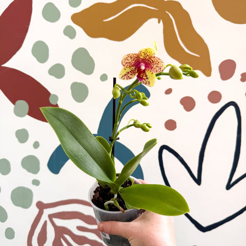 Phalaenopsis - Lime Green Yellow and Bright Pink Spotted Moth Orchid - Sprouts of Bristol