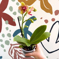 Phalaenopsis - Lime Green Yellow and Bright Pink Spotted Moth Orchid - Sprouts of Bristol