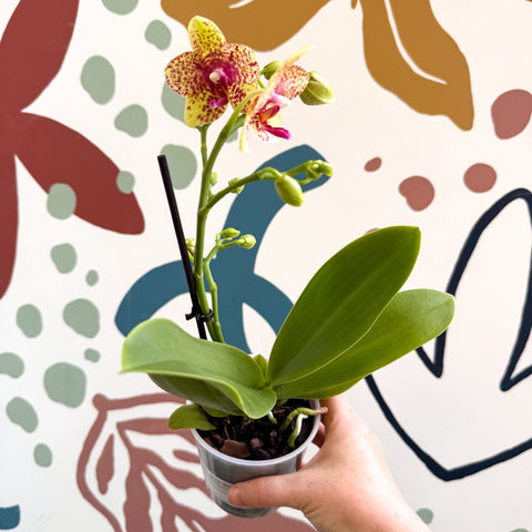 Phalaenopsis - Lime Green Yellow and Bright Pink Spotted Moth Orchid - Sprouts of Bristol