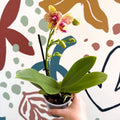 Phalaenopsis - Lime Green Yellow and Bright Pink Spotted Moth Orchid - Sprouts of Bristol
