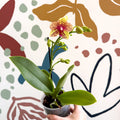 Phalaenopsis - Lime Green Yellow and Bright Pink Spotted Moth Orchid - Sprouts of Bristol