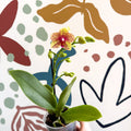 Phalaenopsis - Lime Green Yellow and Bright Pink Spotted Moth Orchid - Sprouts of Bristol