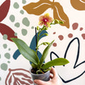 Phalaenopsis - Lime Green Yellow and Bright Pink Spotted Moth Orchid - Sprouts of Bristol