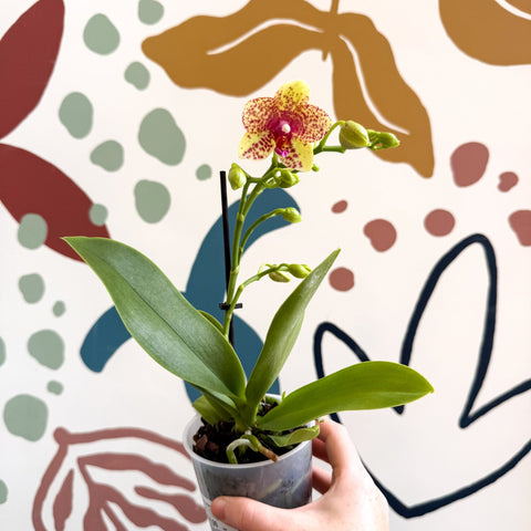 Phalaenopsis - Lime Green Yellow and Bright Pink Spotted Moth Orchid - Sprouts of Bristol