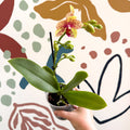 Phalaenopsis - Lime Green Yellow and Bright Pink Spotted Moth Orchid - Sprouts of Bristol