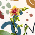 Phalaenopsis - Lime Green Yellow and Bright Pink Spotted Moth Orchid - Sprouts of Bristol