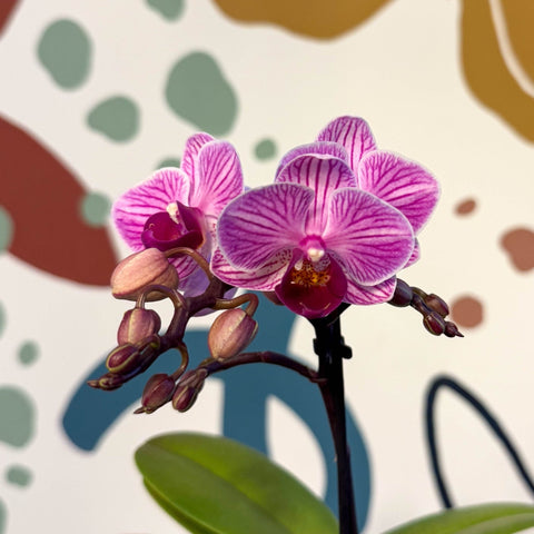 Phalaenopsis 'Lotte' - Moth Orchid - Sprouts of Bristol