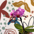 Phalaenopsis 'Lotte' - Moth Orchid - Sprouts of Bristol