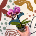 Phalaenopsis 'Lotte' - Moth Orchid - Sprouts of Bristol