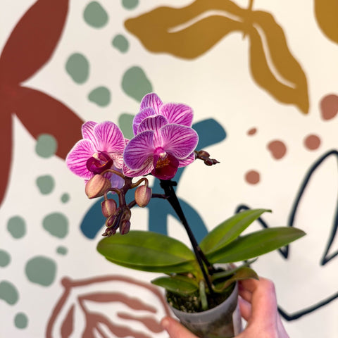 Phalaenopsis 'Lotte' - Moth Orchid - Sprouts of Bristol