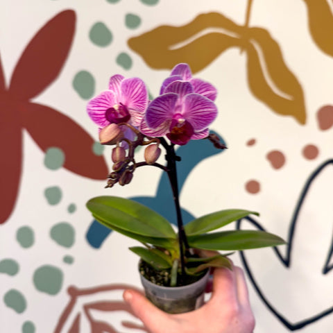 Phalaenopsis 'Lotte' - Moth Orchid - Sprouts of Bristol