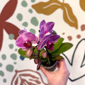 Phalaenopsis 'Lotte' - Moth Orchid - Sprouts of Bristol