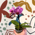 Phalaenopsis 'Lotte' - Moth Orchid - Sprouts of Bristol