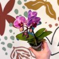 Phalaenopsis 'Lotte' - Moth Orchid - Sprouts of Bristol