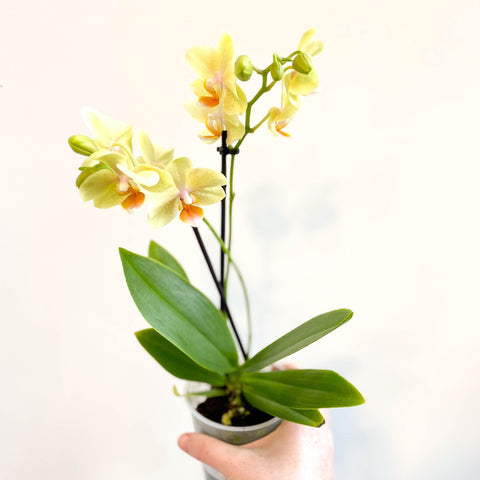 Phalaenopsis 'Mexico' - Lime Moth Orchid - Sprouts of Bristol