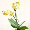 Phalaenopsis 'Mexico' - Lime Moth Orchid - Sprouts of Bristol