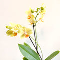 Phalaenopsis 'Mexico' - Lime Moth Orchid - Sprouts of Bristol