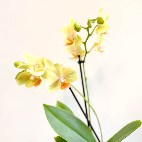 Phalaenopsis 'Mexico' - Lime Moth Orchid - Sprouts of Bristol