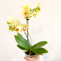 Phalaenopsis 'Mexico' - Lime Moth Orchid - Sprouts of Bristol